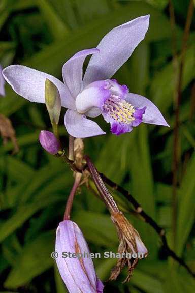 bletilla striata 1 graphic